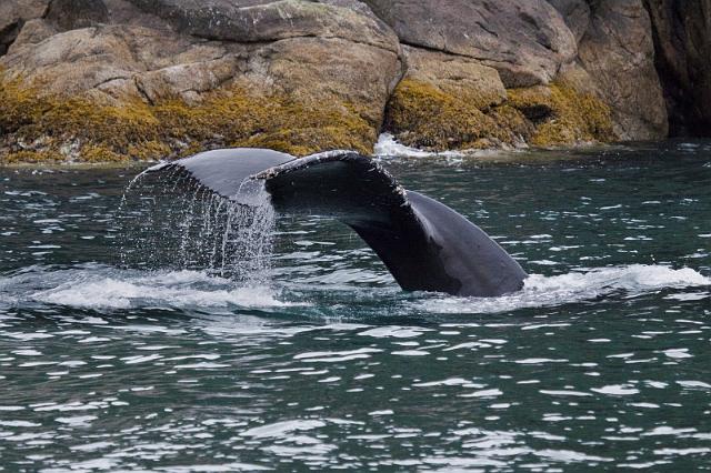 086 Seward, Kenai Fjords NP, Walvis.jpg